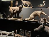 6.C Náprstkovo muzeum [nové okno]